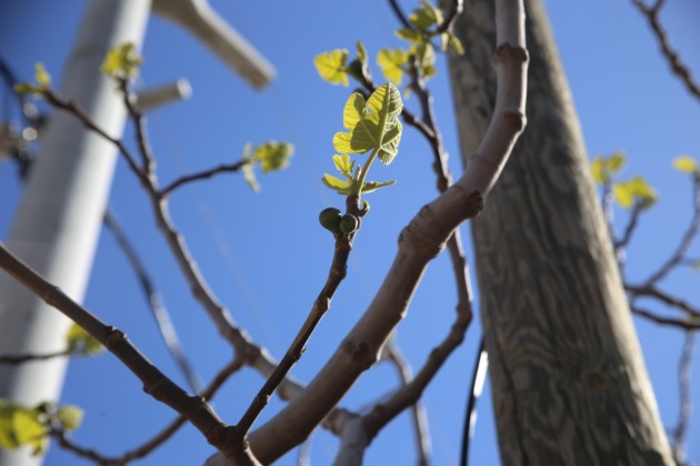 İhracatçılar zirai don sebebiyle karamsar değil