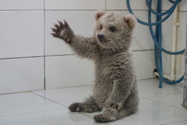 Sevimli yavru ayılar koruma altına alındı