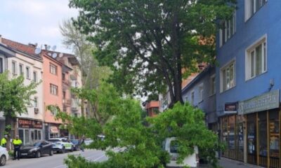 Bursa’da kırılan ağaç, kamyonetin üzerine devrildi