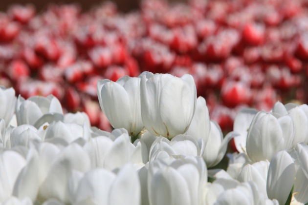 Bursa’nın park ve bahçeleri çiçek açtı