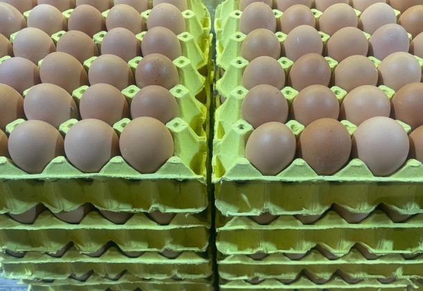 Üniversiteli tavukların yumurtaları daha uygun