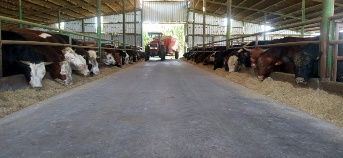 Bursa’da kurbanlık fiyatları ne kadar?