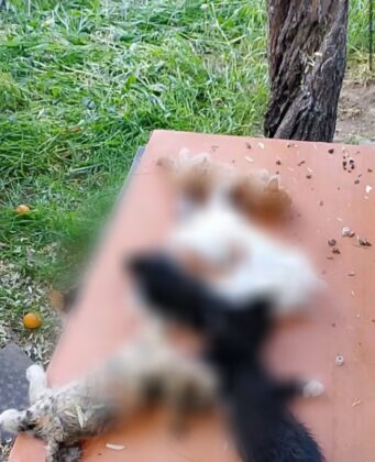 Gemlik’te korkunç olay!