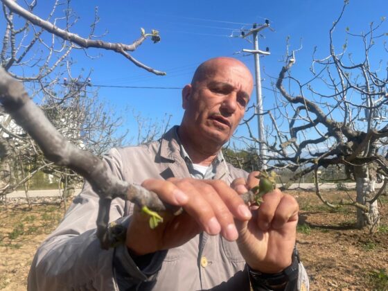 Zirai don Bursa siyah incirini çok etkilemedi