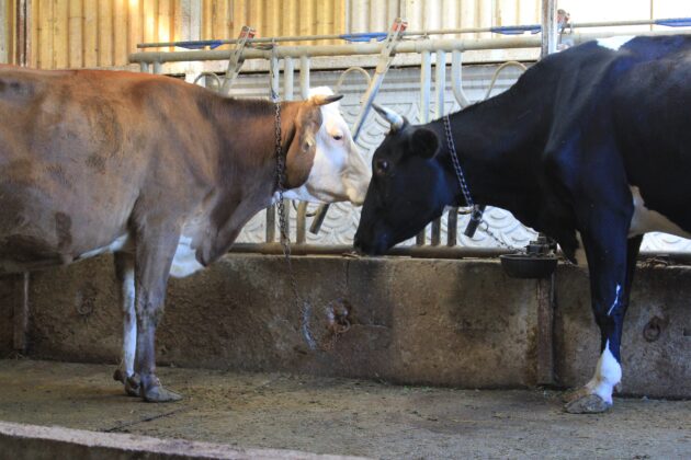 TÜKETBİR, Güney Amerika’dan et ithal etmeyi planlıyor