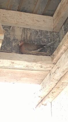 Kuş yuva yaptı, inşaat durduruldu