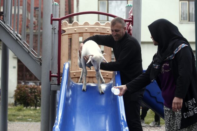 Bursa’da 3 günlükken aldıkları kuzuya evlatları gibi bakıyorlar