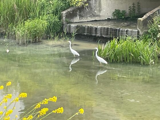 Nilüfer Çayı’nda ak balıkçıl görüldü