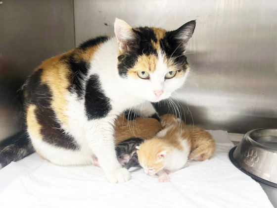 Bursa Büyükşehir, bayramda da can dostların yanında