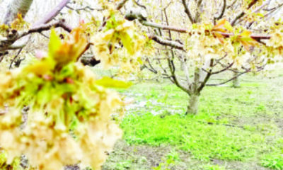 “Kraliyet kirazı” bu yıl çok az olacak