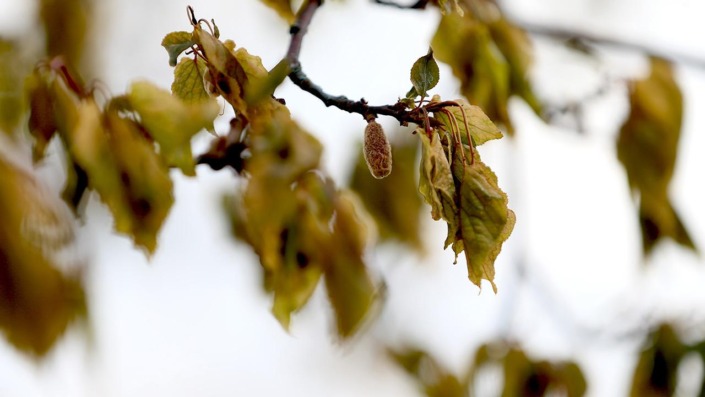 Zirai don riskine karşı pratik adımlar