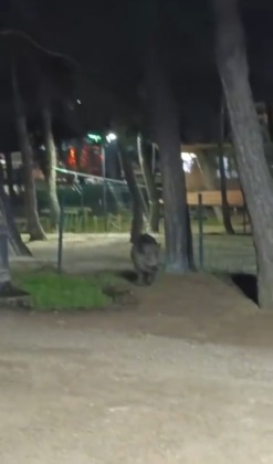 Yaban domuzu mesire alanına indi