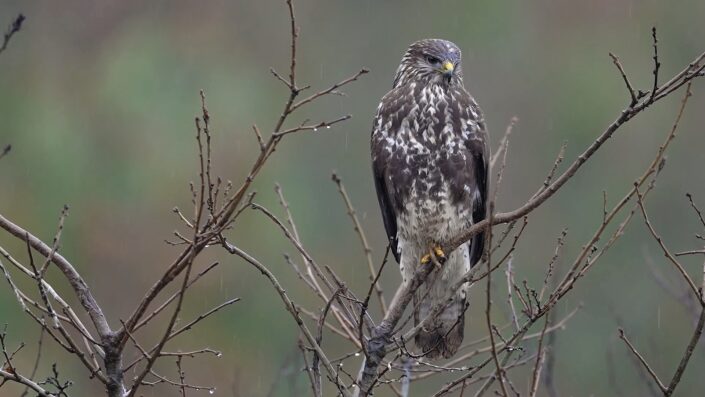 Bursalı doğa fotoğrafçısı Ömer Ahu yaban hayvanlarını görüntüledi
