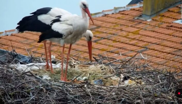 Yaren Leylek’in 2 yavrusu yumurtadan çıktı