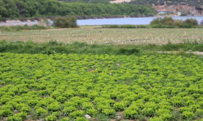 Bursa’da yasa dışı tarıma ilişkin DSİ’den açıklama