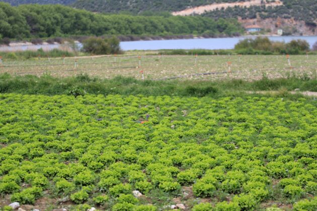 Bursa’da yasa dışı tarıma ilişkin DSİ’den açıklama