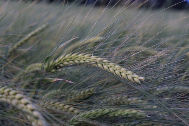 Hububat Kongresi’nin sonuç bildirgesi açıklandı