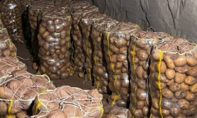 2 bin tondan fazla patates geri gönderildi