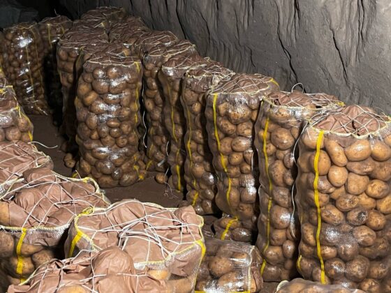 2 bin tondan fazla patates geri gönderildi