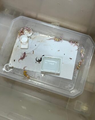 Bursa’da yasa dışı şekilde bulundurulan egzotik türlere el koyuldu