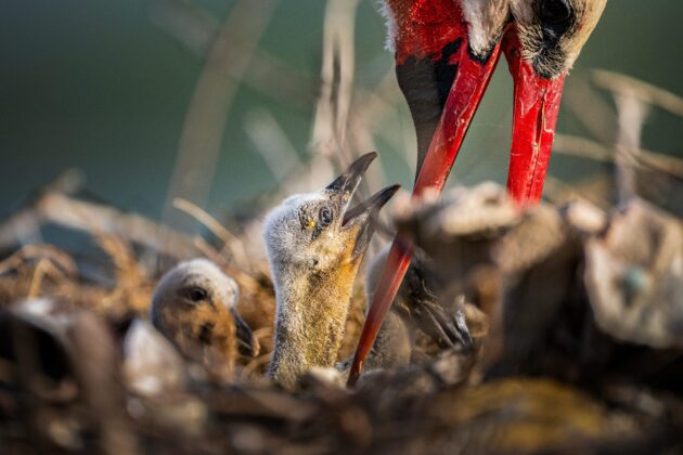 Yaren leyleğin ailesi büyüyor
