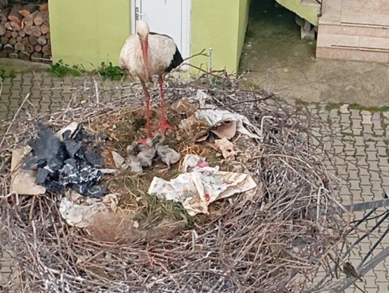 Bilal’de baba oldu