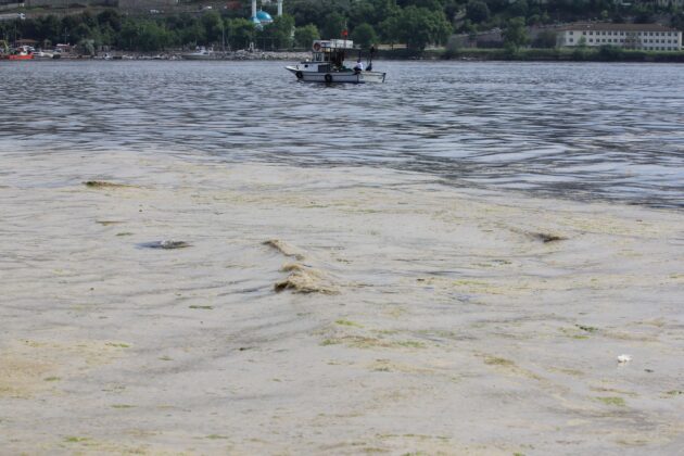 Gemlik Sahilleri’nde korkutan görüntü