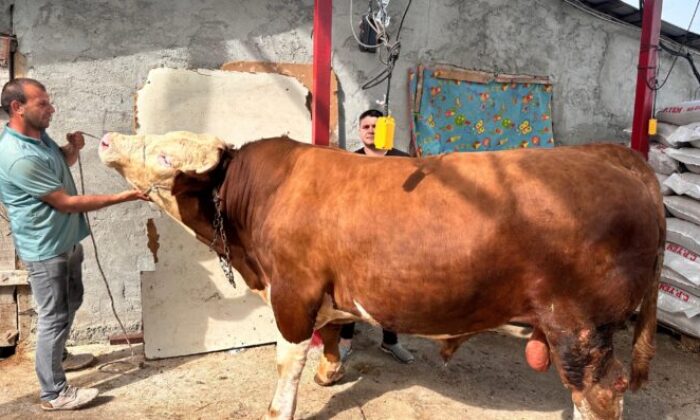 1 ton 200 kiloluk kurbanlık Bursa’da alıcısını bekliyor