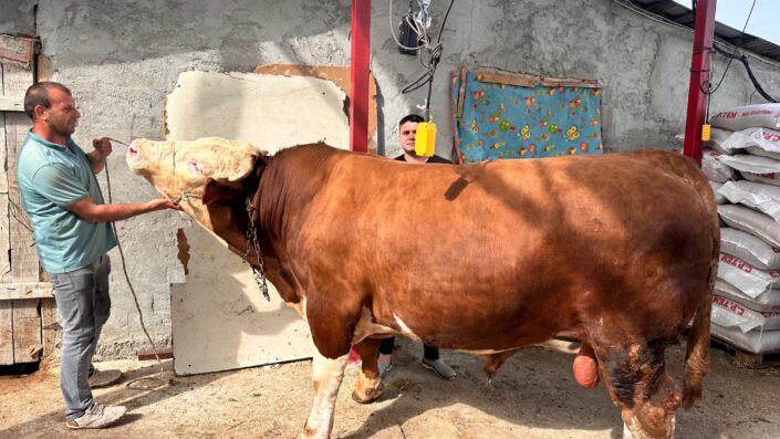 1 ton 200 kiloluk kurbanlık Bursa’da alıcısını bekliyor