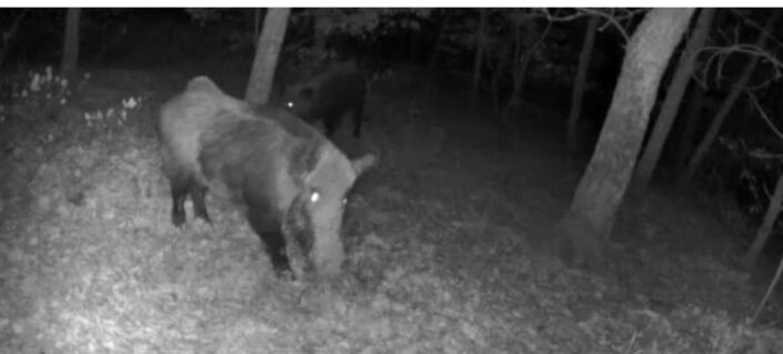 Bursalı doğa tutkunu, fotokapanla yaban hayatını görüntülüyor