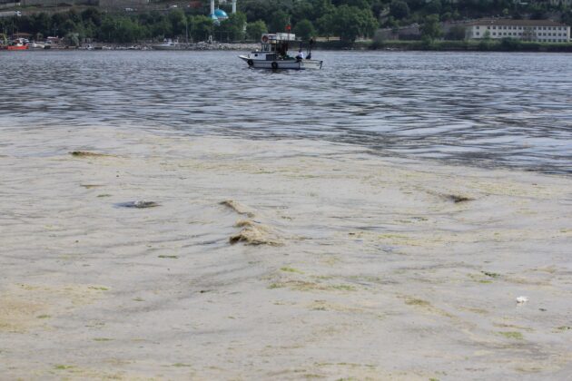 Müsilaj balıkçıların da kabusu