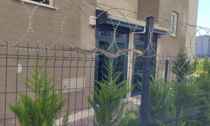 Bursa’da sitede görülen yılan korkuttu