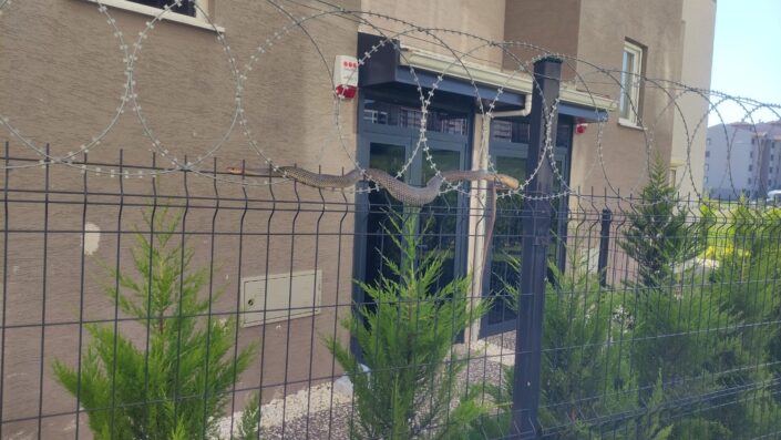 Bursa’da sitede görülen yılan korkuttu