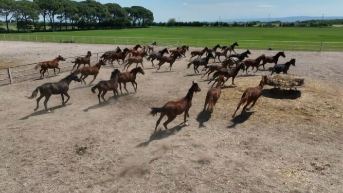 Milyonluk atlar havadan görüntülendi