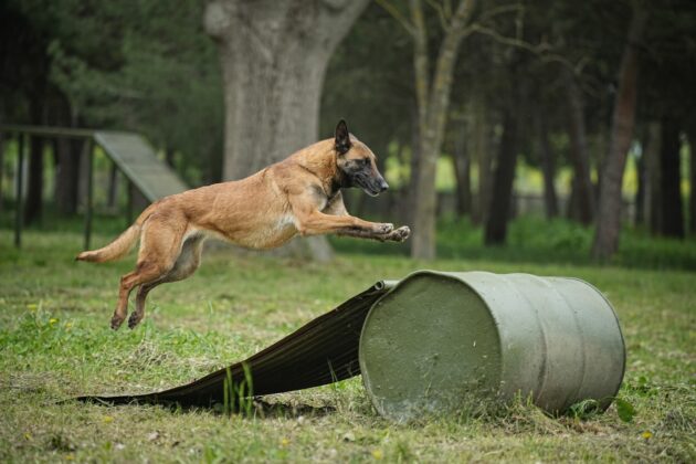 Kahraman Mehmetçik’in yardımcı dostları