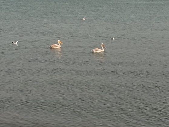 İznik Gölü’nde görsel şölen