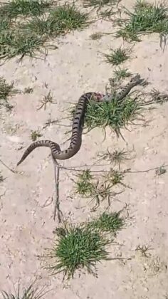 Bursa’da zehirli Kafkas burunlu engerek yılanı görüldü