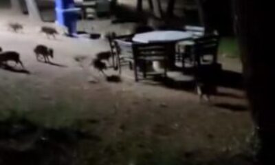 Piknikte karşılaştıkları domuz sürüsü paniğe neden oldu