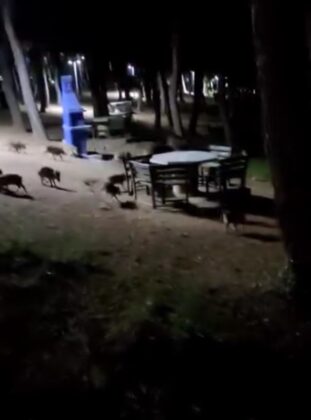 Piknikte karşılaştıkları domuz sürüsü paniğe neden oldu