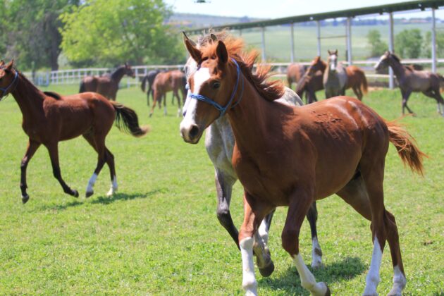 Milyonluk taylar podyuma çıkıyor