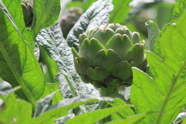 Enginar üreticisinin yüzü gülüyor