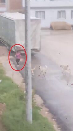 Bursa’da başıboş köpekler çocuğa saldırdı!