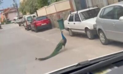 Bursa’da sokakta görülen tavus kuşu şaşkınlık yarattı