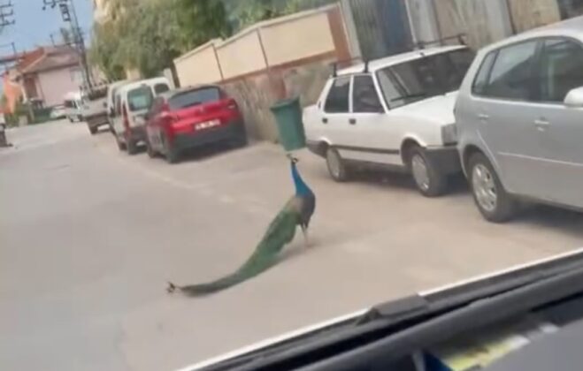 Bursa’da sokakta görülen tavus kuşu şaşkınlık yarattı