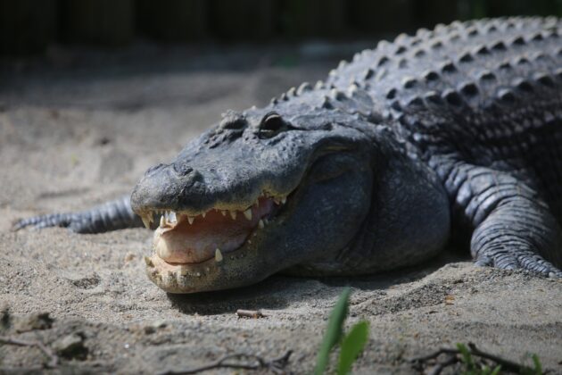 Timsahın güneş banyosu keyfi