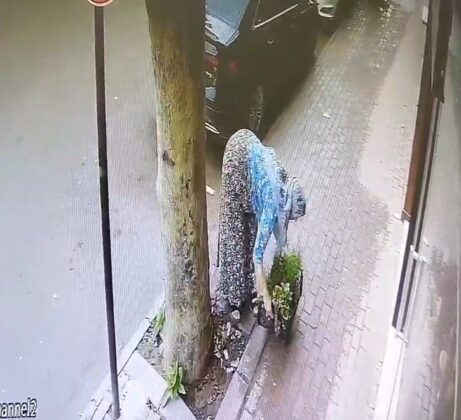 Bursa’da çiçek hırsızlığı