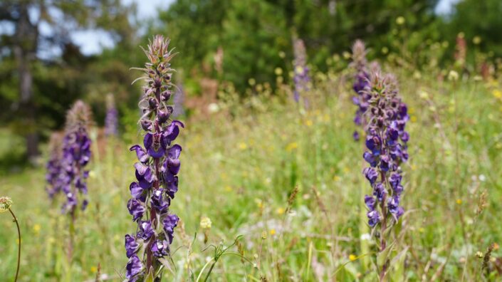 Gürsu’ya özgü Gök Sığırkuyruğu çiçekleri açtı