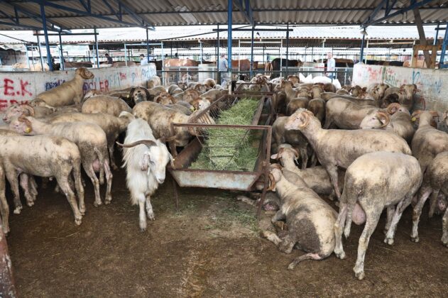 Nilüfer Belediyesi, Kurban Bayramı hazırlıklarını tamamladı