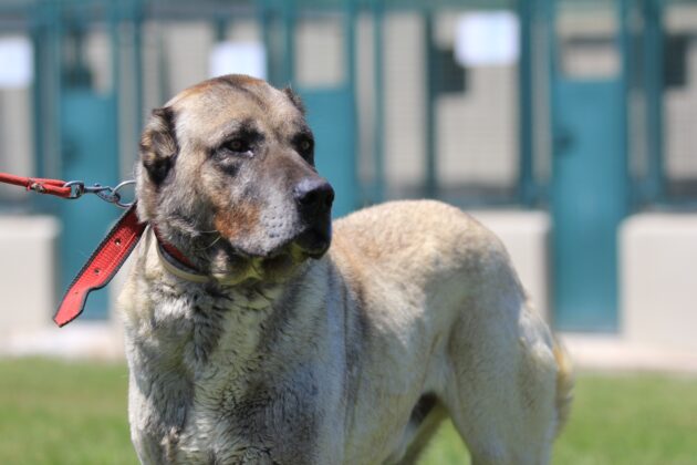 Yavrusu 17 bin liradan satılıyor!