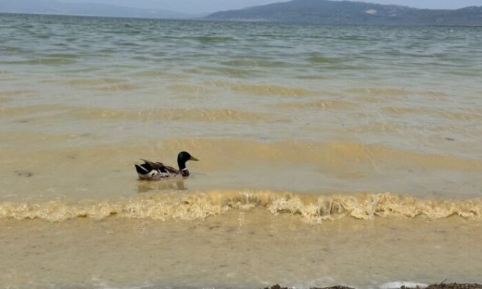 İznik Gölü’ndeki kirlilik endişeye sebep oldu